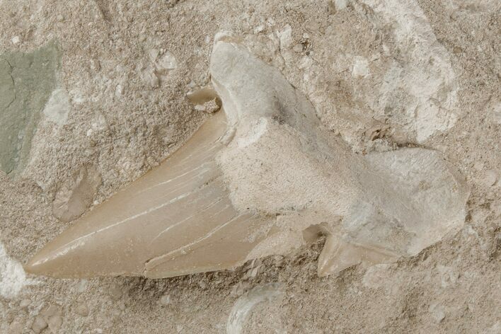 Otodus Shark Tooth Fossil in Rock - Eocene #215647